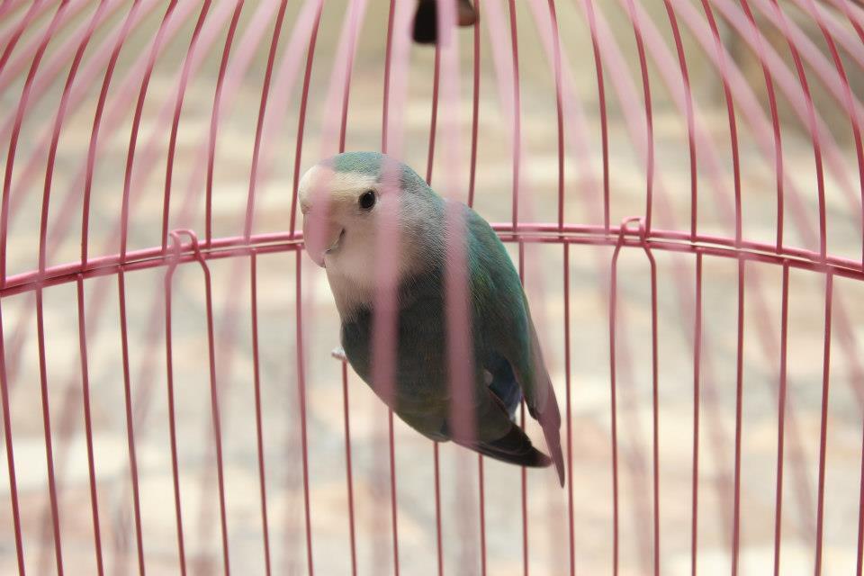 LoveBird Non Klep sepasang jodoh