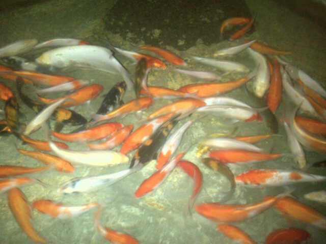 JUAL BORONGAN KOI UK 15-20CM MURAAAH