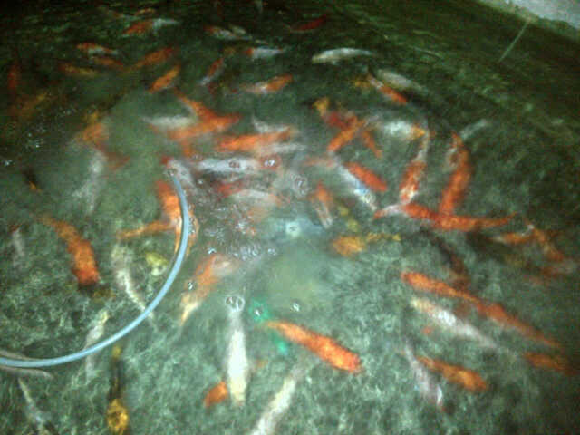 JUAL BORONGAN KOI UK 15-20CM MURAAAH