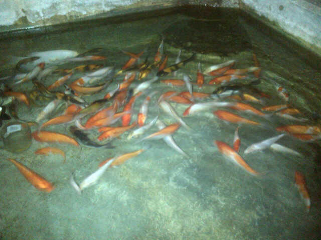 JUAL BORONGAN KOI UK 15-20CM MURAAAH