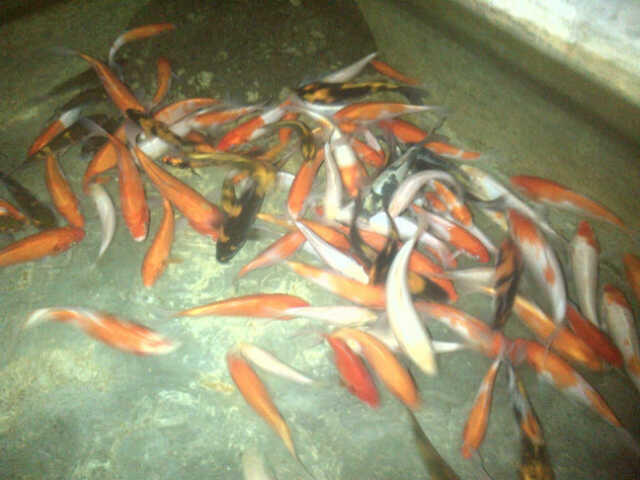 JUAL BORONGAN KOI UK 15-20CM MURAAAH