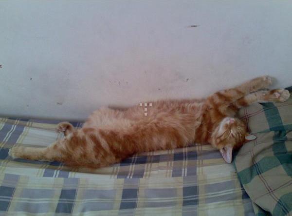 Jual Kucing Anggora Jantan