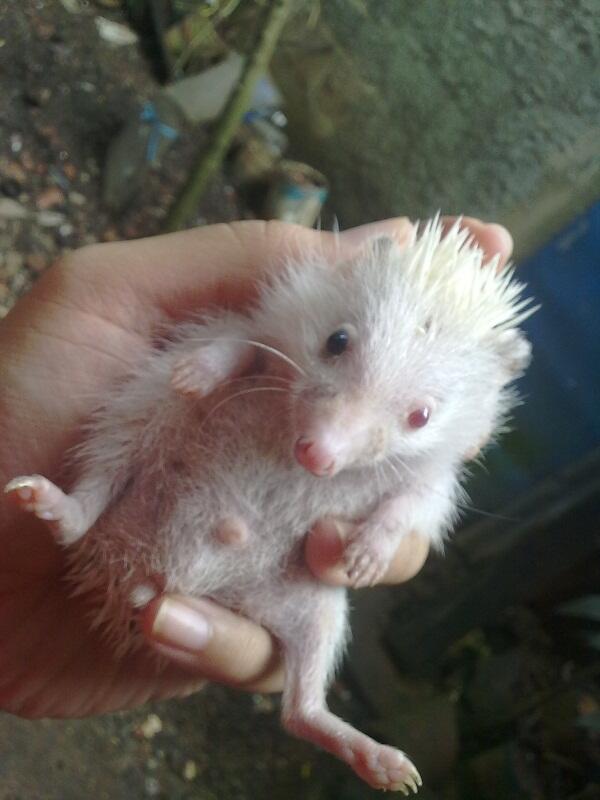 landak mini khusus kolektor mata kiri merah mata kanan hitam