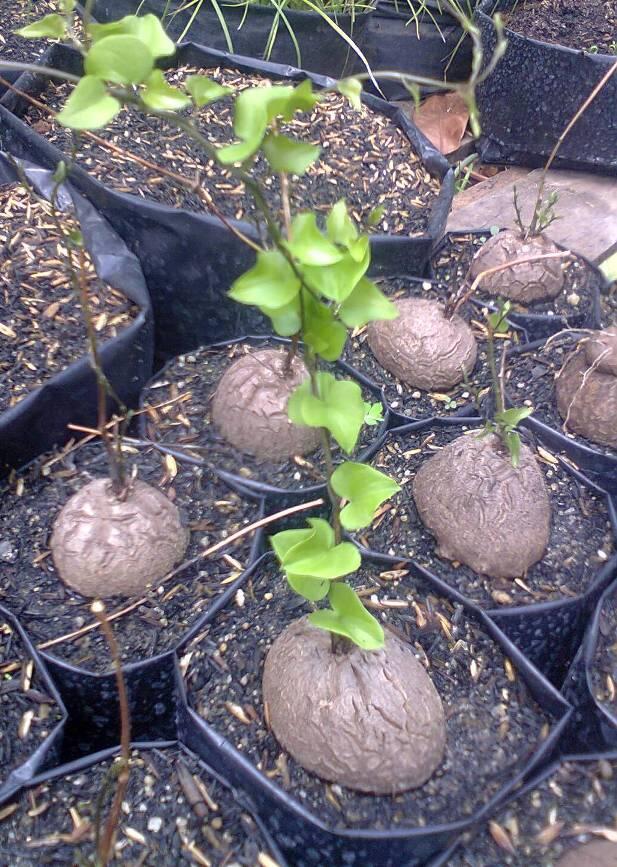 succulent batok penyu.. lucu Dioscorea