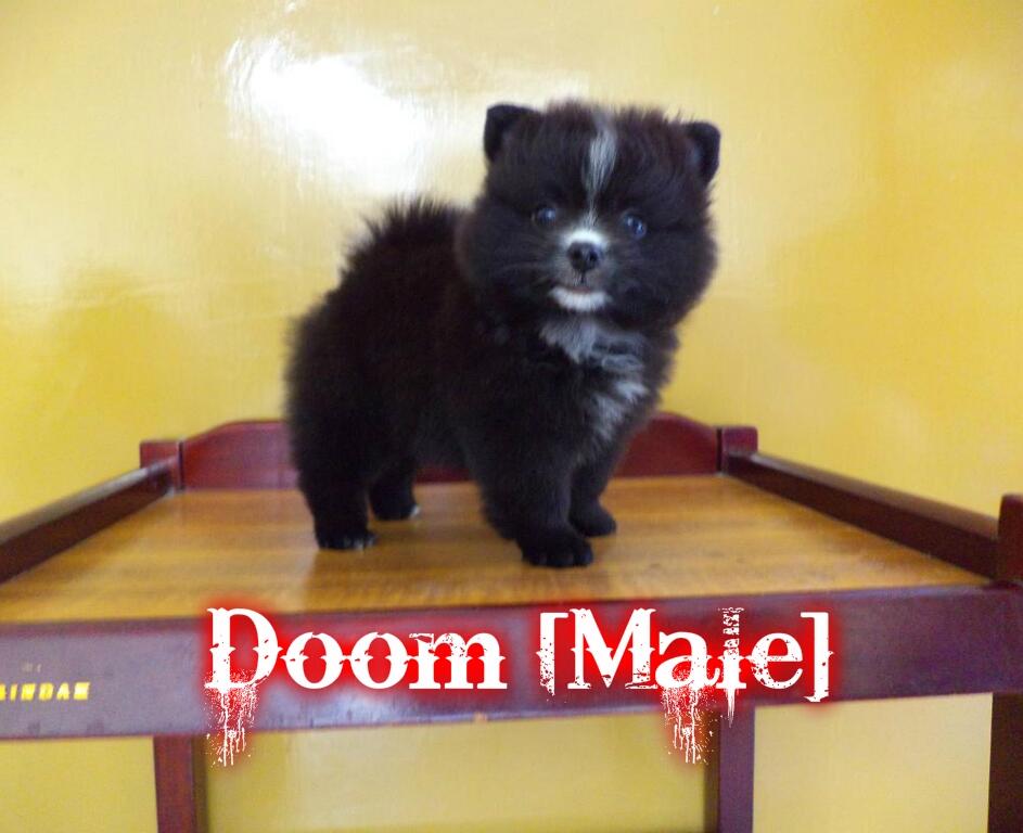 Jual anakan Minipom