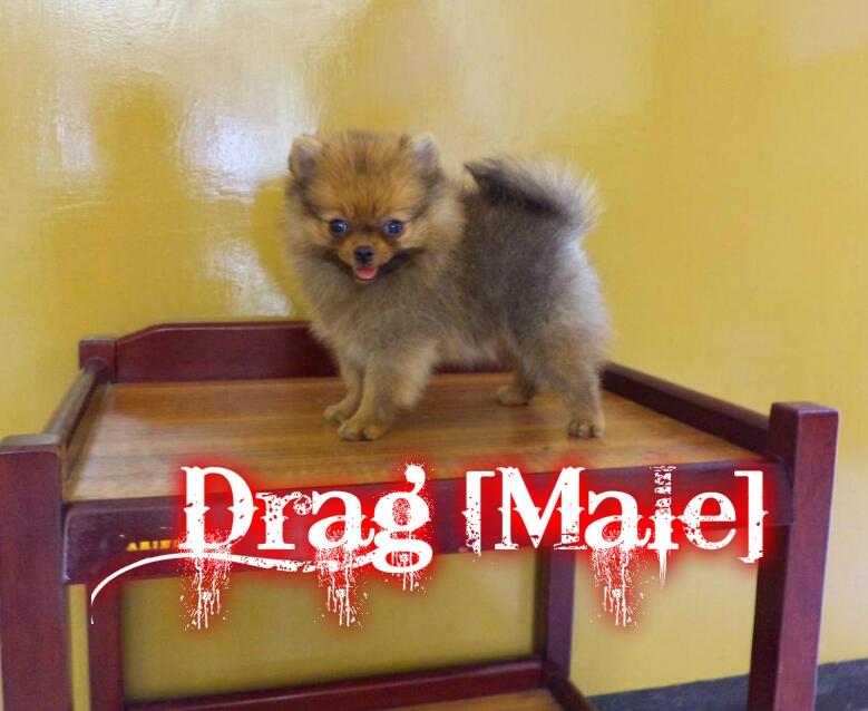 Jual anakan Minipom