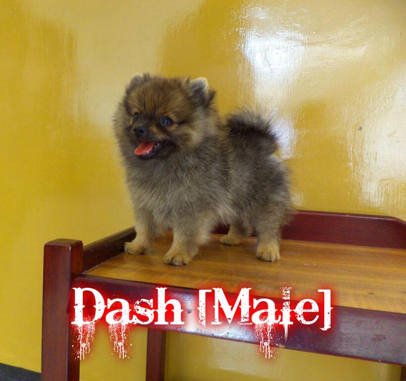 Jual anakan Minipom