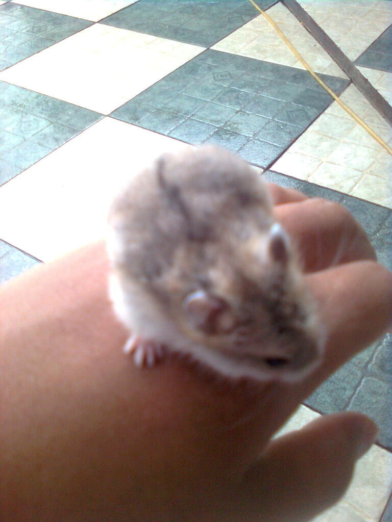 Jual Hamster Opal & Blue Fawn murah Bekasi