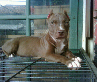 Sale Pitbull betina mumerrrr