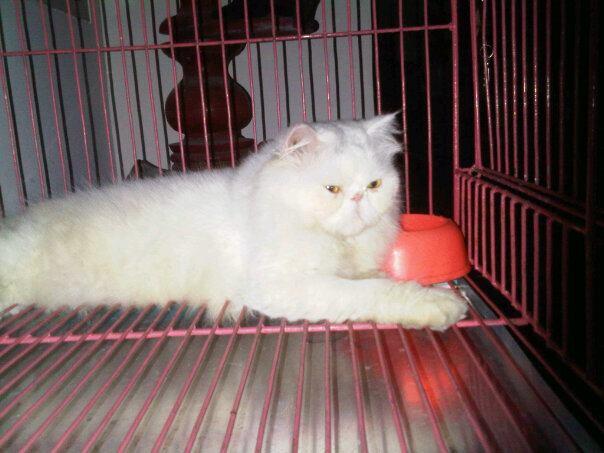 Jasa pacak persia rasa import