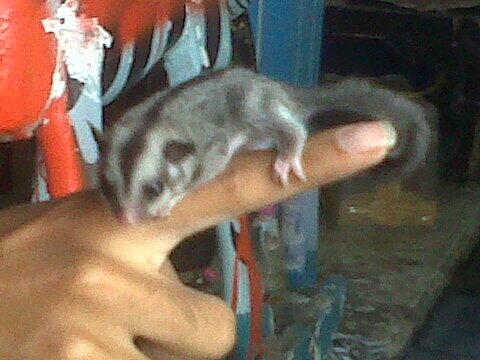 Sugar Glider Baby |MURMER| Surabaya