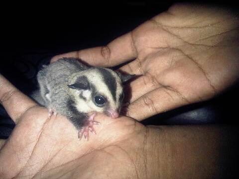 Sugar Glider Baby |MURMER| Surabaya