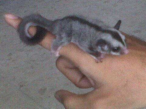 Sugar Glider Baby |MURMER| Surabaya