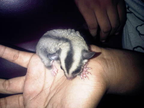 Sugar Glider Baby |MURMER| Surabaya