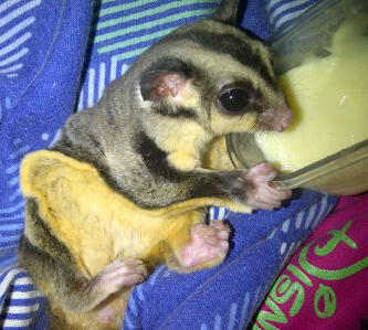 Sugar Glider |MURMER| Surabaya