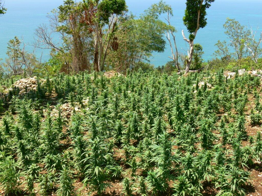 Ganja aceh