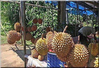 Lempok durian khas palembang kabupaten empat lawang