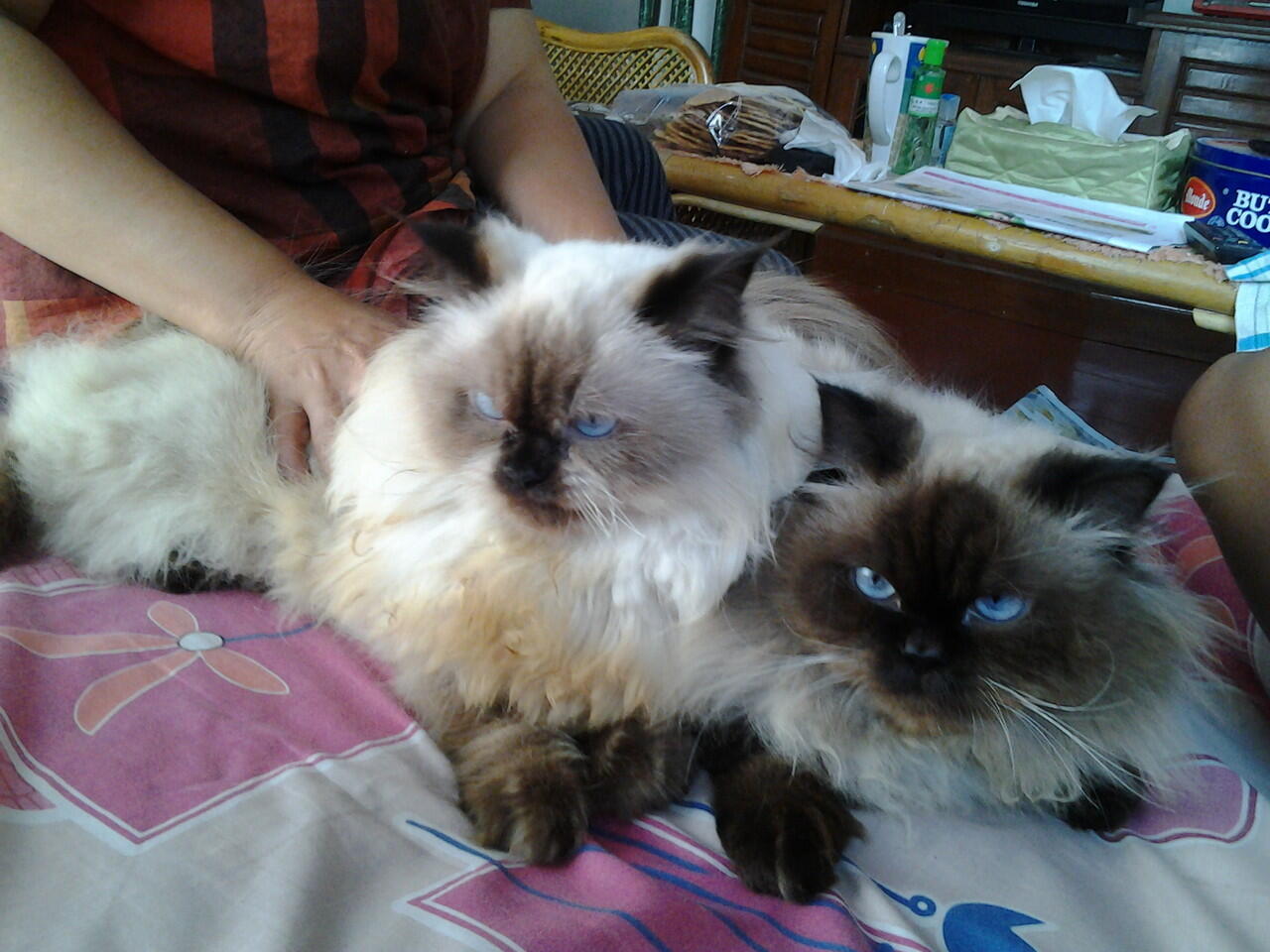 Kucing Persia Himalayan Sealpoint - Sepasang - Murah - Bandung