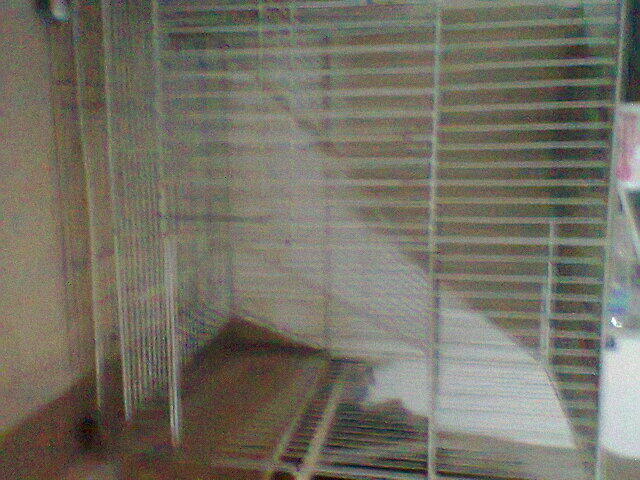 Kitten Persia Mix Anggora White Solid + Kandang 3 tingkat