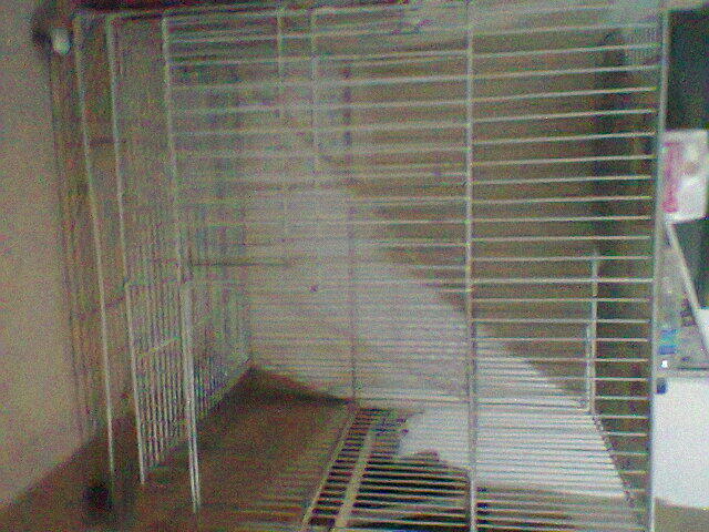 Kitten Persia Mix Anggora White Solid + Kandang 3 tingkat