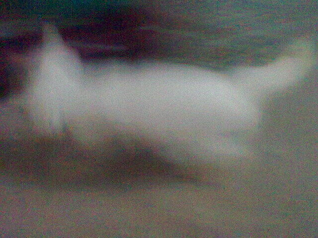 Kitten Persia Mix Anggora White Solid + Kandang 3 tingkat