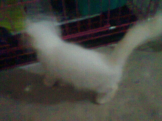 Kitten Persia Mix Anggora White Solid + Kandang 3 tingkat