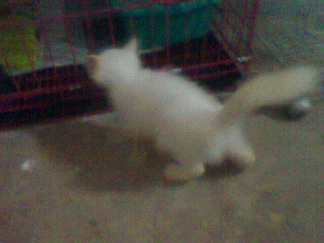 Kitten Persia Mix Anggora White Solid + Kandang 3 tingkat