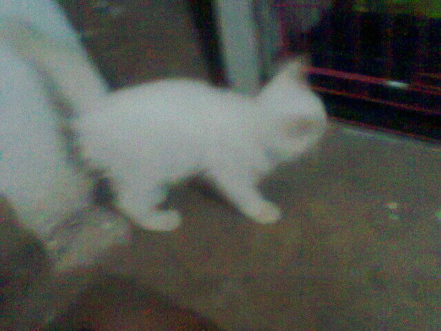 Kitten Persia Mix Anggora White Solid + Kandang 3 tingkat