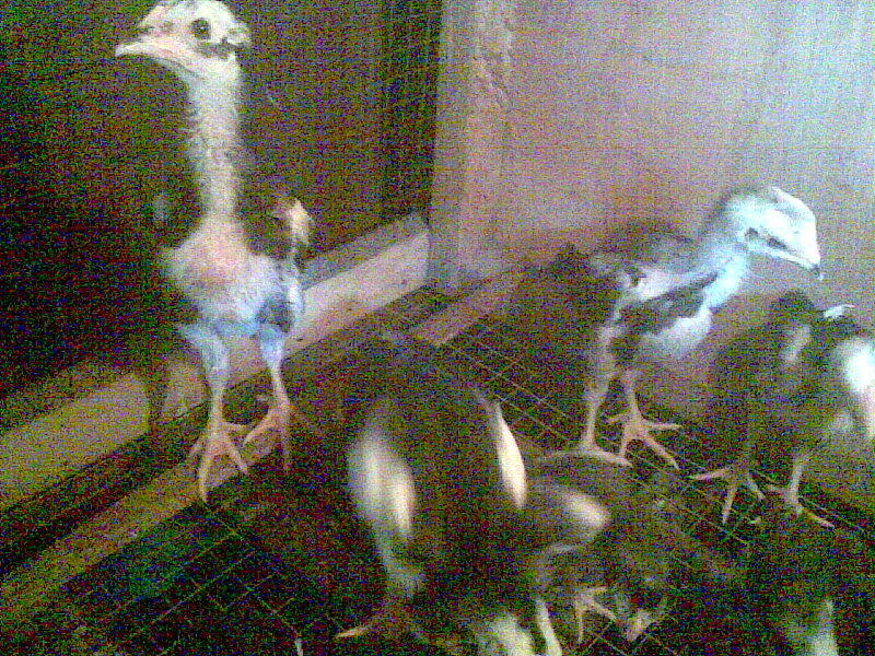 bibit ayam bangkok umur 2-1 bulan