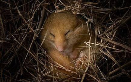 Lucunya Dormouse