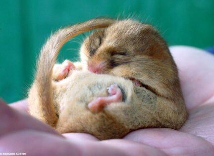 Lucunya Dormouse
