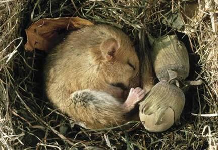 Lucunya Dormouse