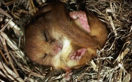 Lucunya Dormouse