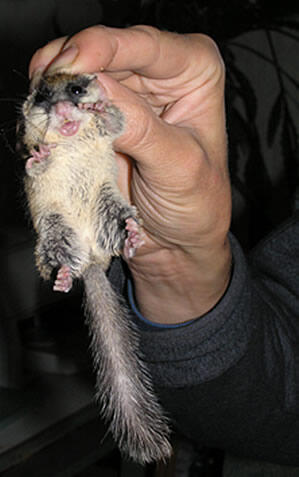 Lucunya Dormouse