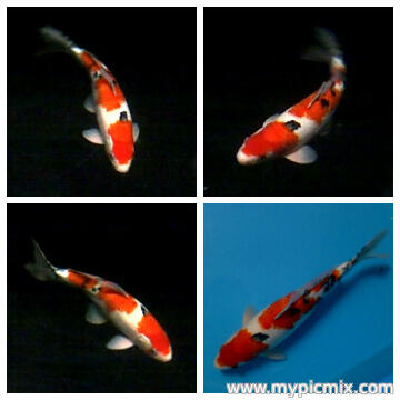 Ikan Koi sanke, aka hajiro, Hi utsuri Gantenk koleksi Pribadi