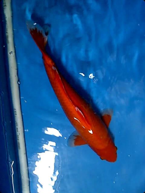 Ikan Koi sanke, aka hajiro, Hi utsuri Gantenk koleksi Pribadi