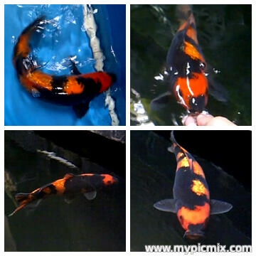 Ikan Koi sanke, aka hajiro, Hi utsuri Gantenk koleksi Pribadi