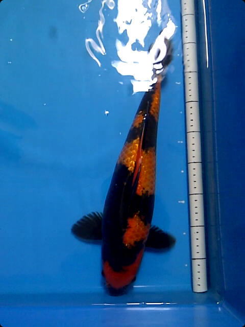 Ikan Koi sanke, aka hajiro, Hi utsuri Gantenk koleksi Pribadi