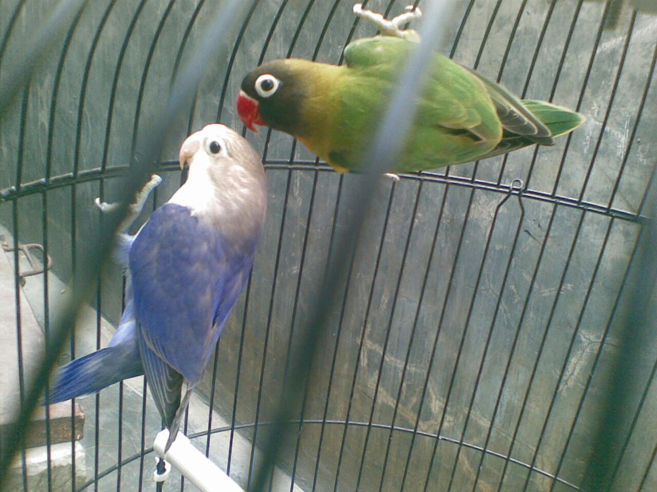di jual Lovebird siapan