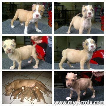 American Pitbull Puppies FOR pitbull Lover