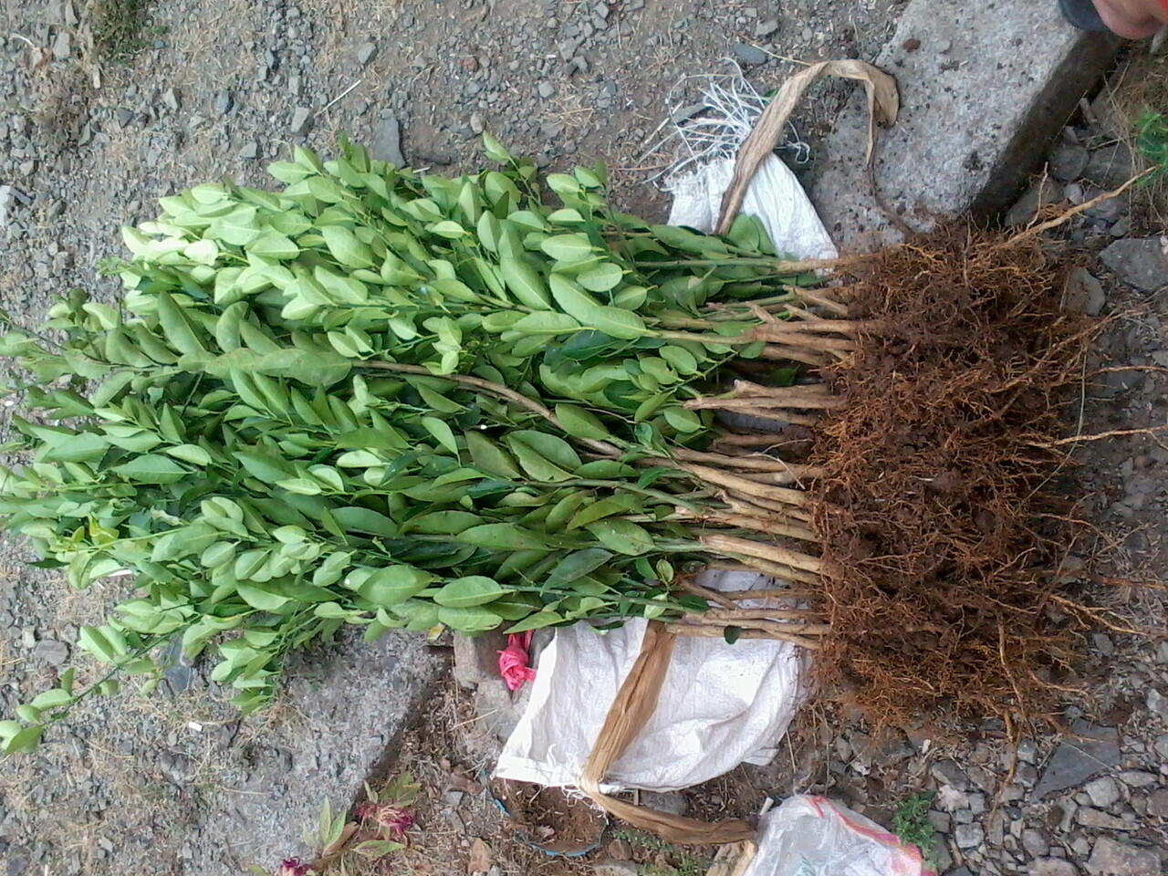 Jual macam macam bibit tanaman