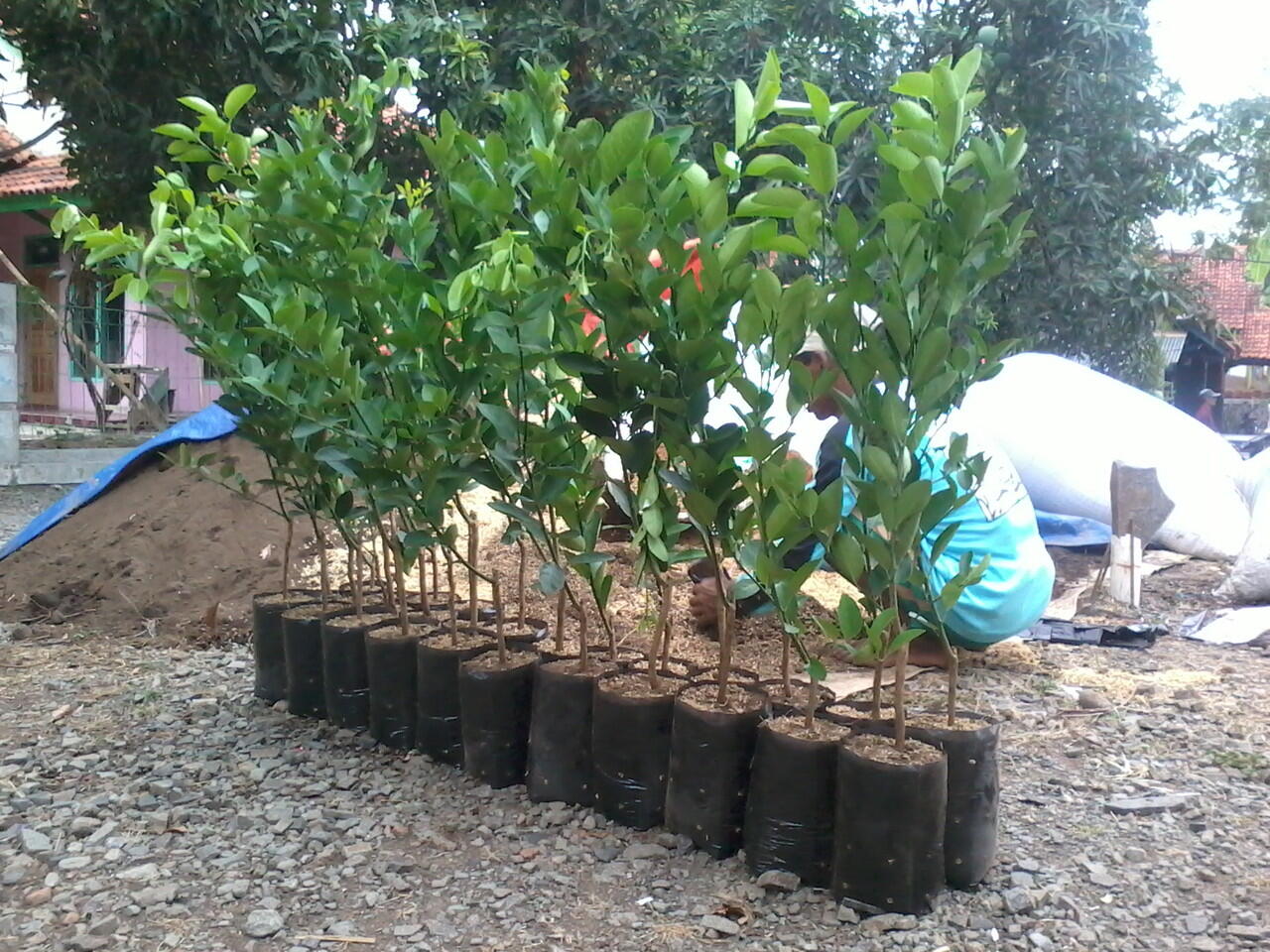 Jual macam macam bibit tanaman