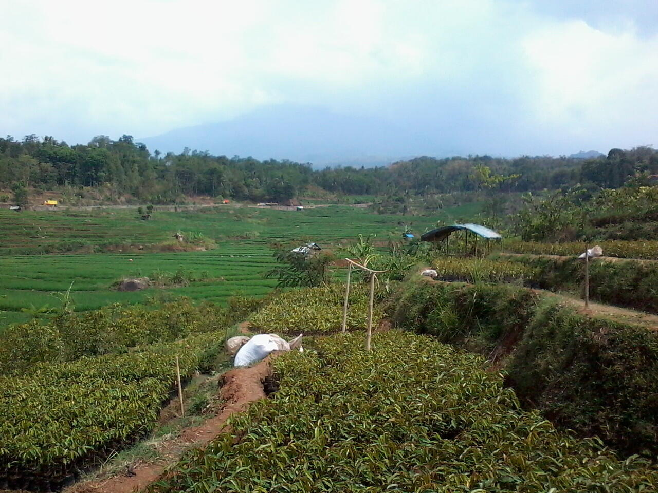 Jual macam macam bibit tanaman