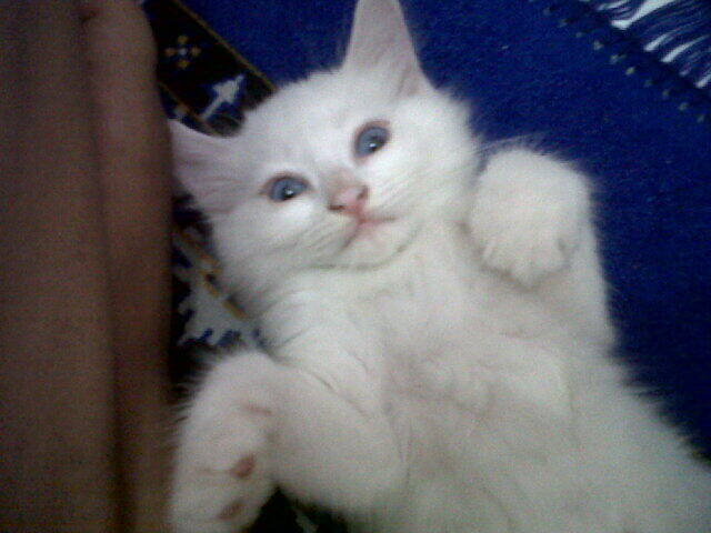 WTS Kucing Persia silang Angora Yogyakarta