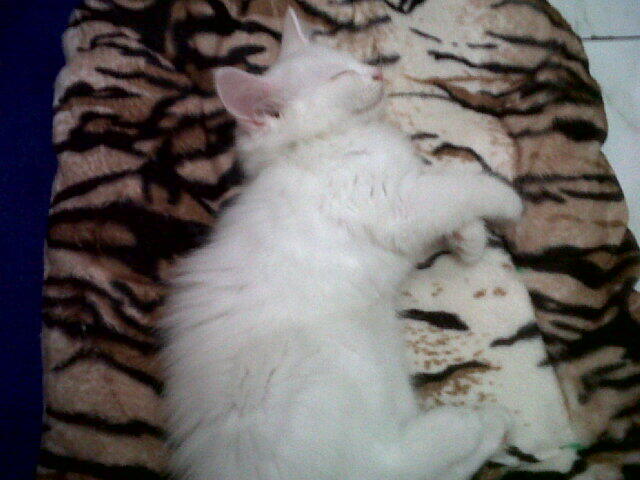 WTS Kucing Persia silang Angora Yogyakarta