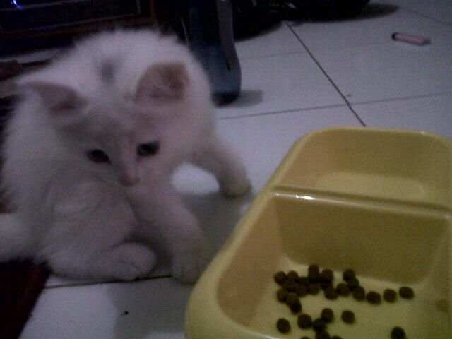 WTS Kucing Persia silang Angora Yogyakarta