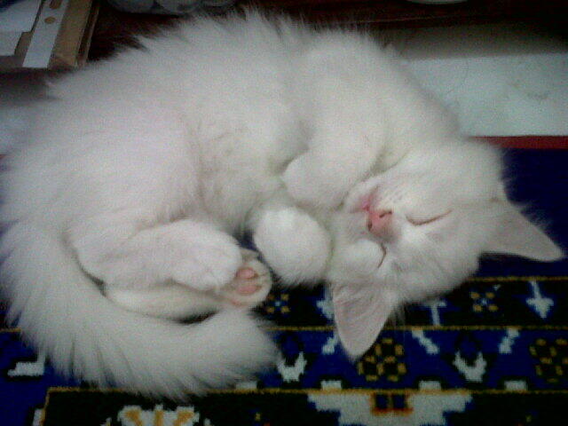 WTS Kucing Persia silang Angora Yogyakarta