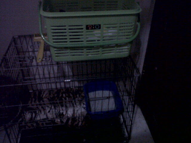 WTS Kucing Persia silang Angora Yogyakarta