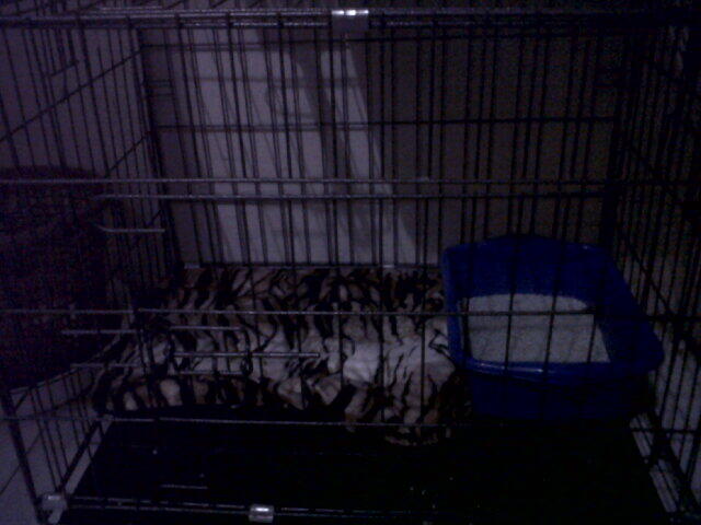 WTS Kucing Persia silang Angora Yogyakarta