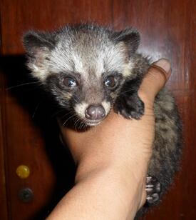 jual anakan musang pandan jinak